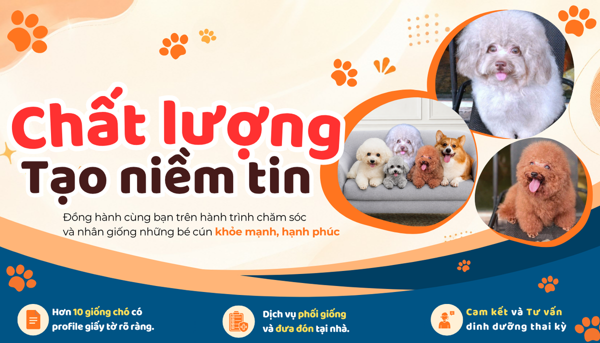 Banner Vigo Pet - Dịch vụ phối giống chó uy tín, chó giống khỏe mạnh, có giấy tờ rõ ràng