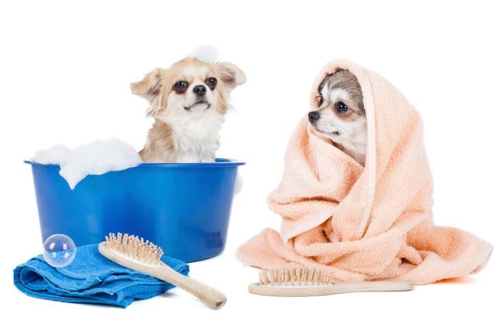 Hai chú chó Chihuahua nhỏ đáng yêu đang tắm trong chậu và quấn khăn