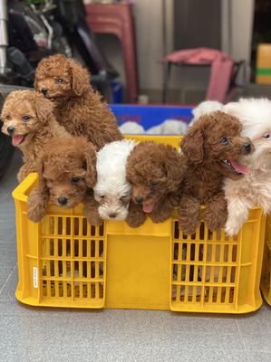 Đàn chó Poodle con màu nâu đỏ và trắng thuần chủng trong rổ nhựa vàng