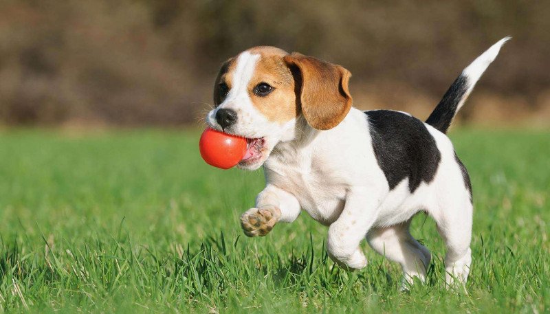 Chú chó Beagle con lông tam thể ngậm quả bóng cam chạy trên cỏ