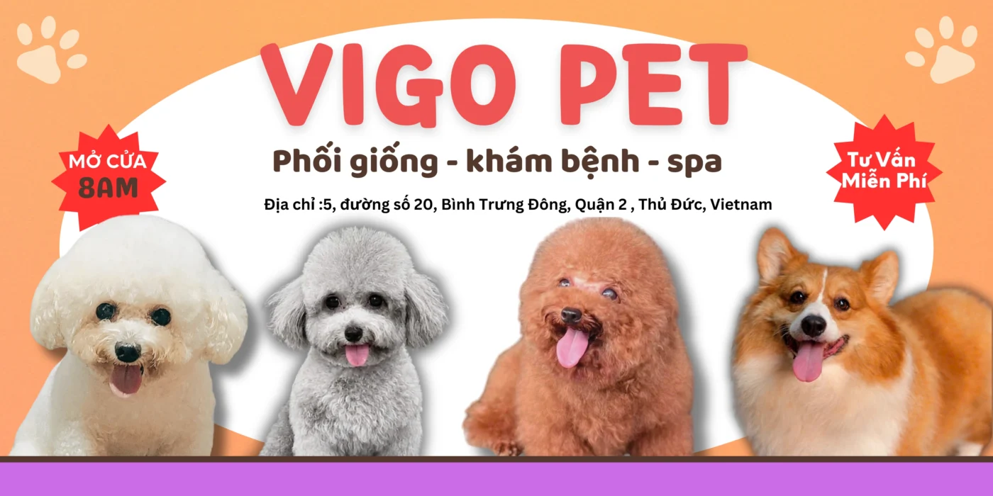 Banner Vigo Pet - Dịch vụ phối giống chó, khám chữa bệnh thú cưng và spa grooming chuyên nghiệp tại TP. Thủ Đức. Tư vấn miễn phí, mở cửa từ 8:00 sáng, chăm sóc thú cưng uy tín với đội ngũ giàu kinh nghiệm.