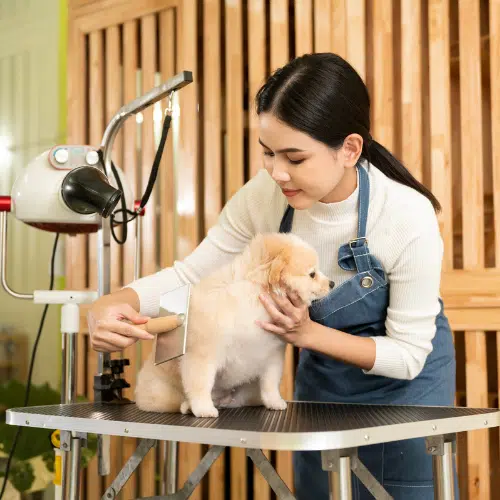 Nhân viên spa đang dùng bàn chải chải lông cho chú chó Phốc Sóc nhỏ trên bàn grooming