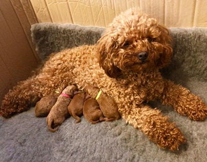 anh cho poodle mang thai