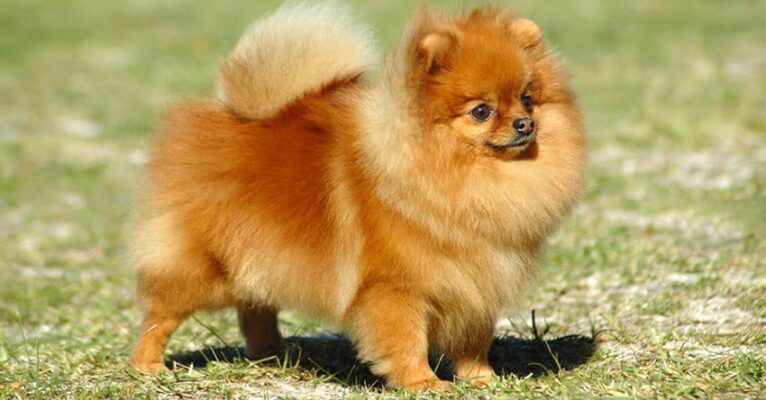 Chó Phốc Sóc con lông vàng cam xù bông đứng trên bãi cỏ, giống chó cảnh nhỏ nhắn đáng yêu