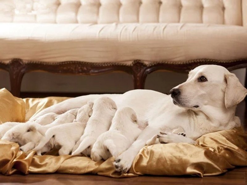 Chó mẹ Golden Retriever nằm cho đàn con bú trên đệm