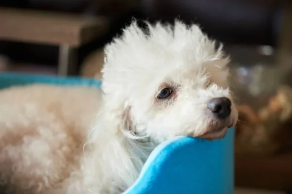 cho-poodle-bi-cang-thang-stress