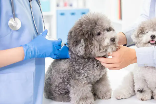 tiem phong benh cho poodle