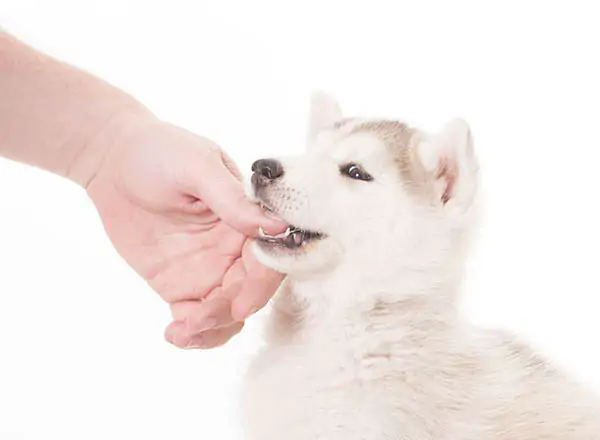 Chó Husky con đang ngậm và gặm ngón tay của người nuôi
