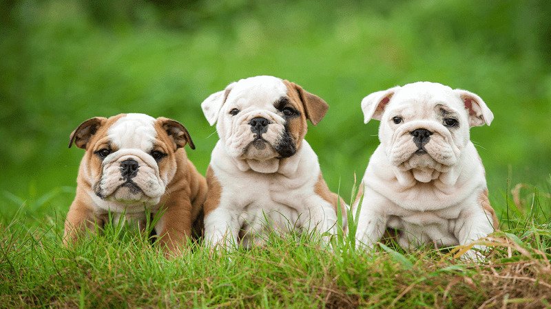 Ba chú chó Bulldog Anh con màu trắng và nâu ngồi trên cỏ
