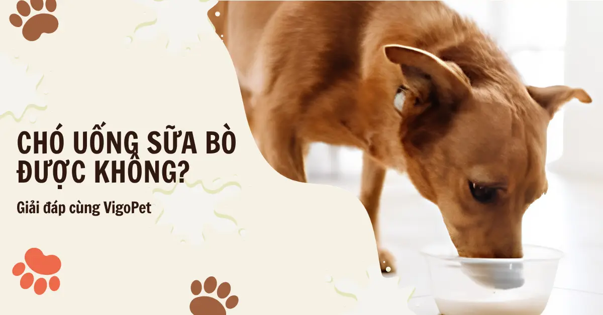 ảnh nền bài viết chó uống sữa bò được không