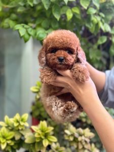 Chó Poodle con màu nâu đỏ thuần chủng siêu đáng yêu