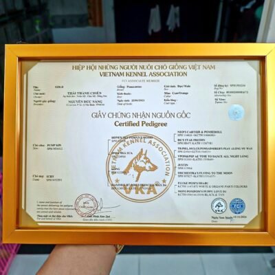 Giấy chứng nhận nguồn gốc chó giống VKA giúp xác minh phả hệ và nguồn gốc rõ ràng.