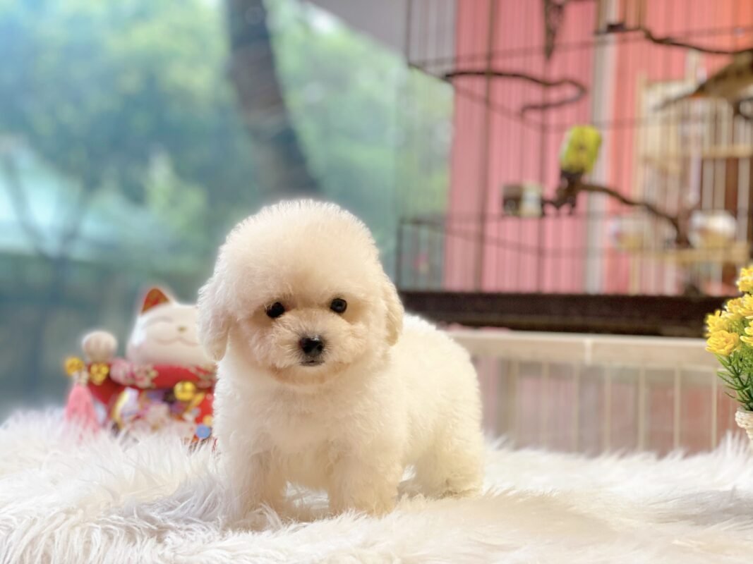 Chú chó Poodle con lông xù màu trắng thuần chủng đứng trên thảm
