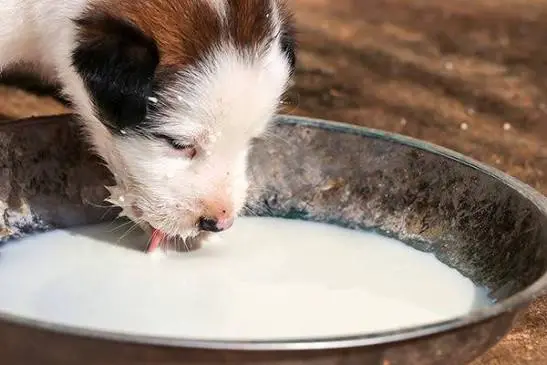 chó uống sữa bò được không