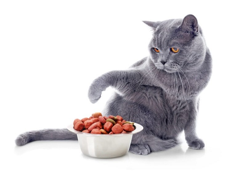 Chú mèo Anh lông ngắn màu xám ngồi bên đĩa thức ăn hạt