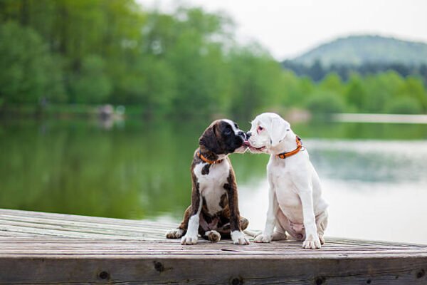 Hai chú chó Boxer con một con vằn hổ và một con màu trắng ngồi cạnh nhau trên cầu gỗ bên hồ