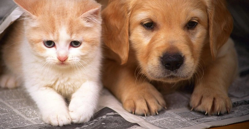 Chú mèo con lông trắng vàng và chú chó Golden Retriever con nằm cạnh nhau trên tờ báo