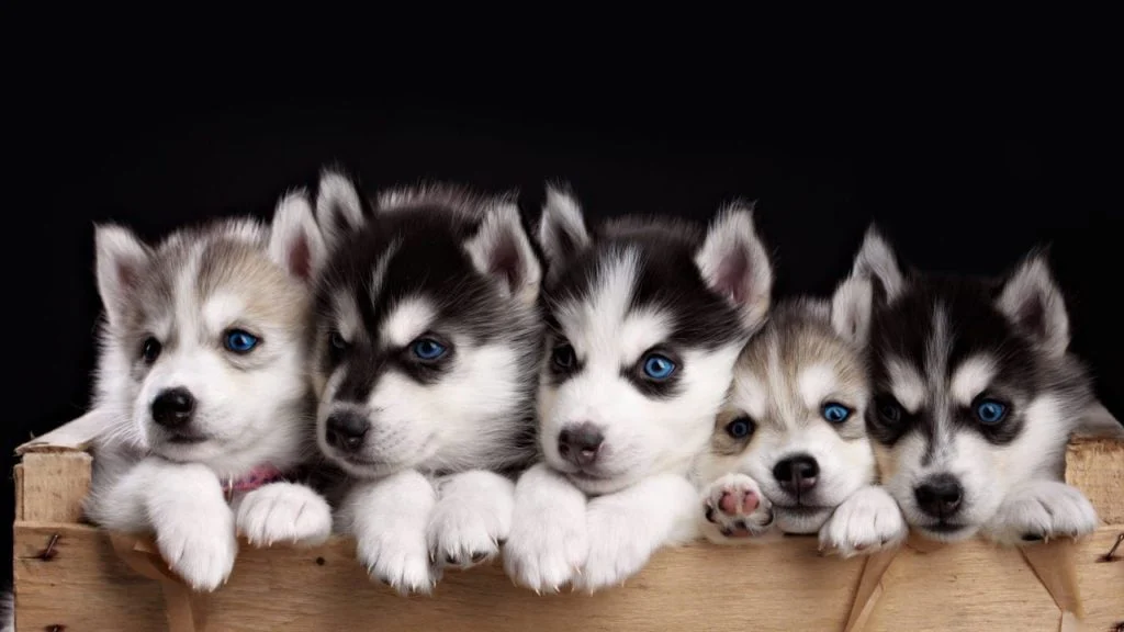 Đàn năm chú chó Husky con lông xám trắng nằm xếp hàng