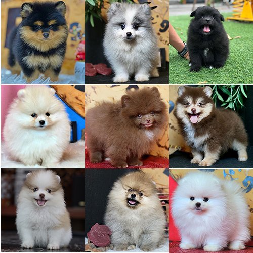 Bảng tổng hợp các dòng chó Phốc Sóc Pomeranian với nhiều màu lông phổ biến hiện nay