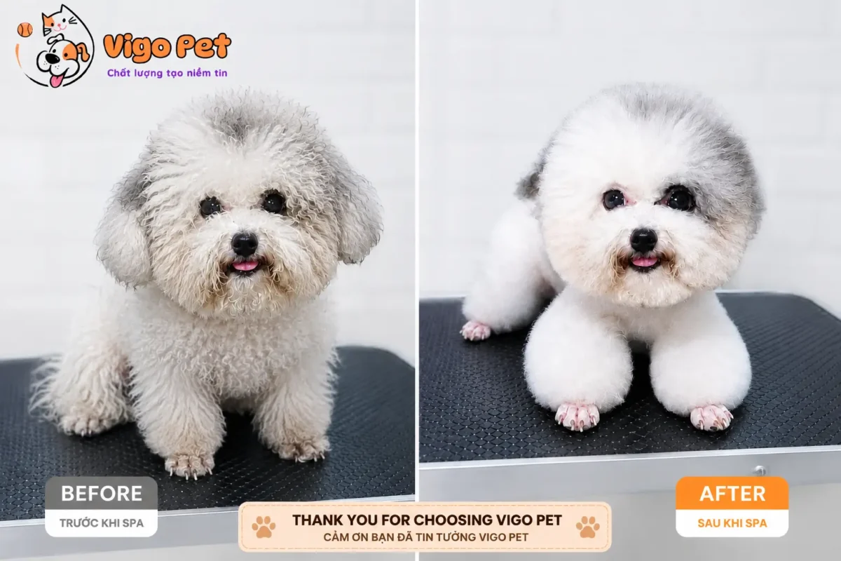 spa & grooming truoc sau poodle bo sua