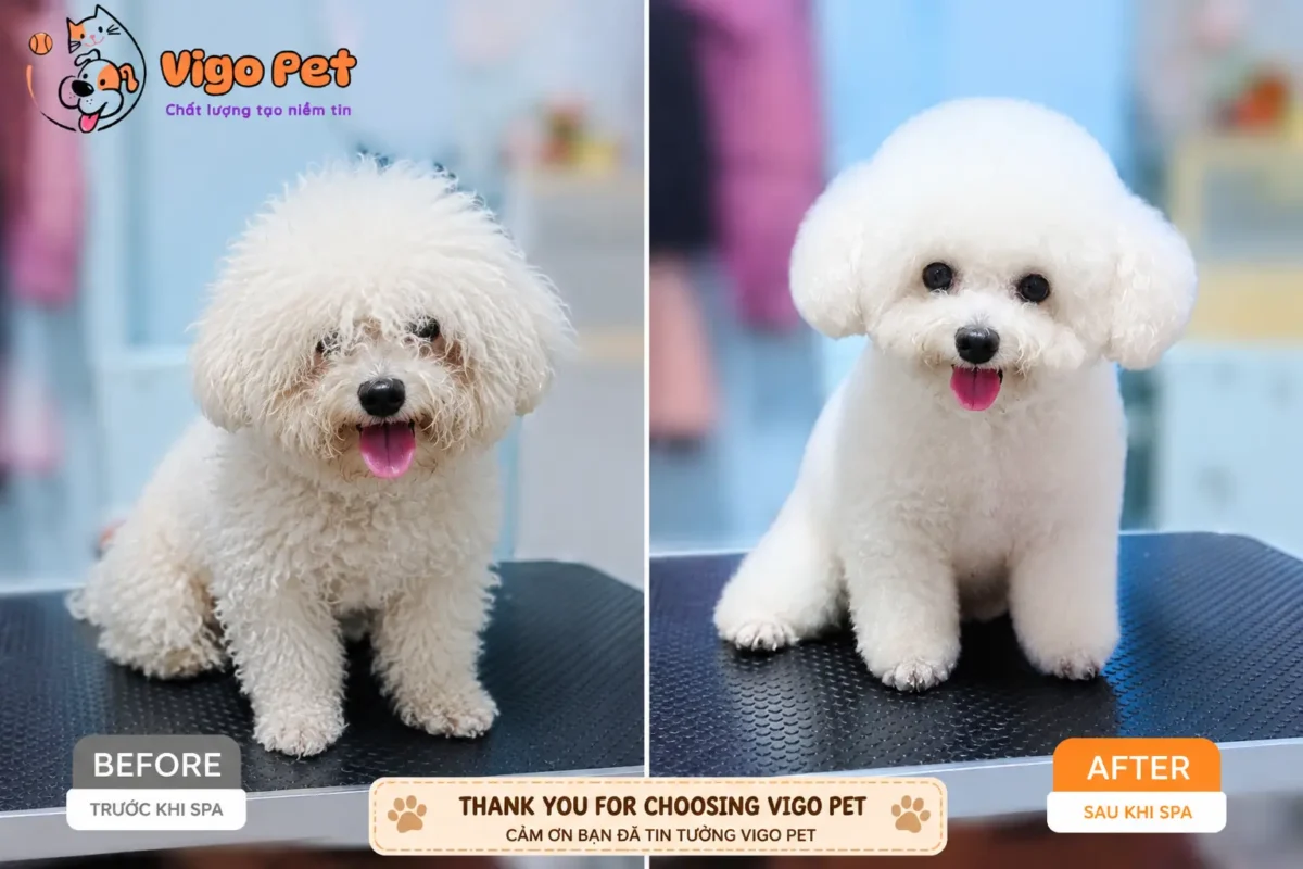 spa & grooming truoc sau poodle bach tuyet